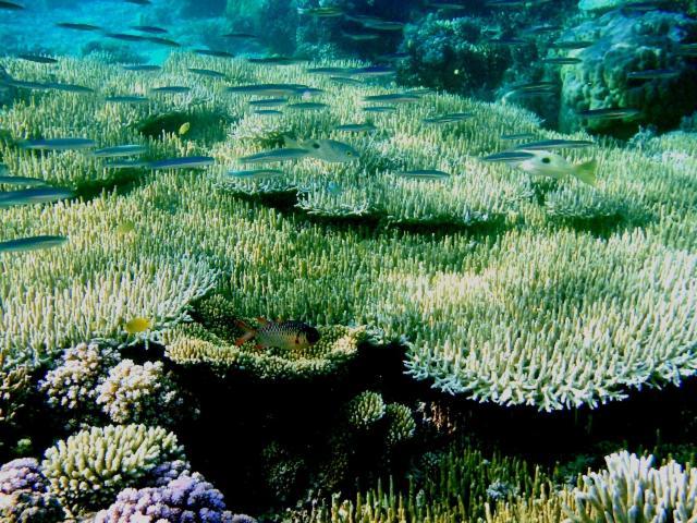 Bolilanga Island Resort - Togean Island Angkayo Luaran gambar