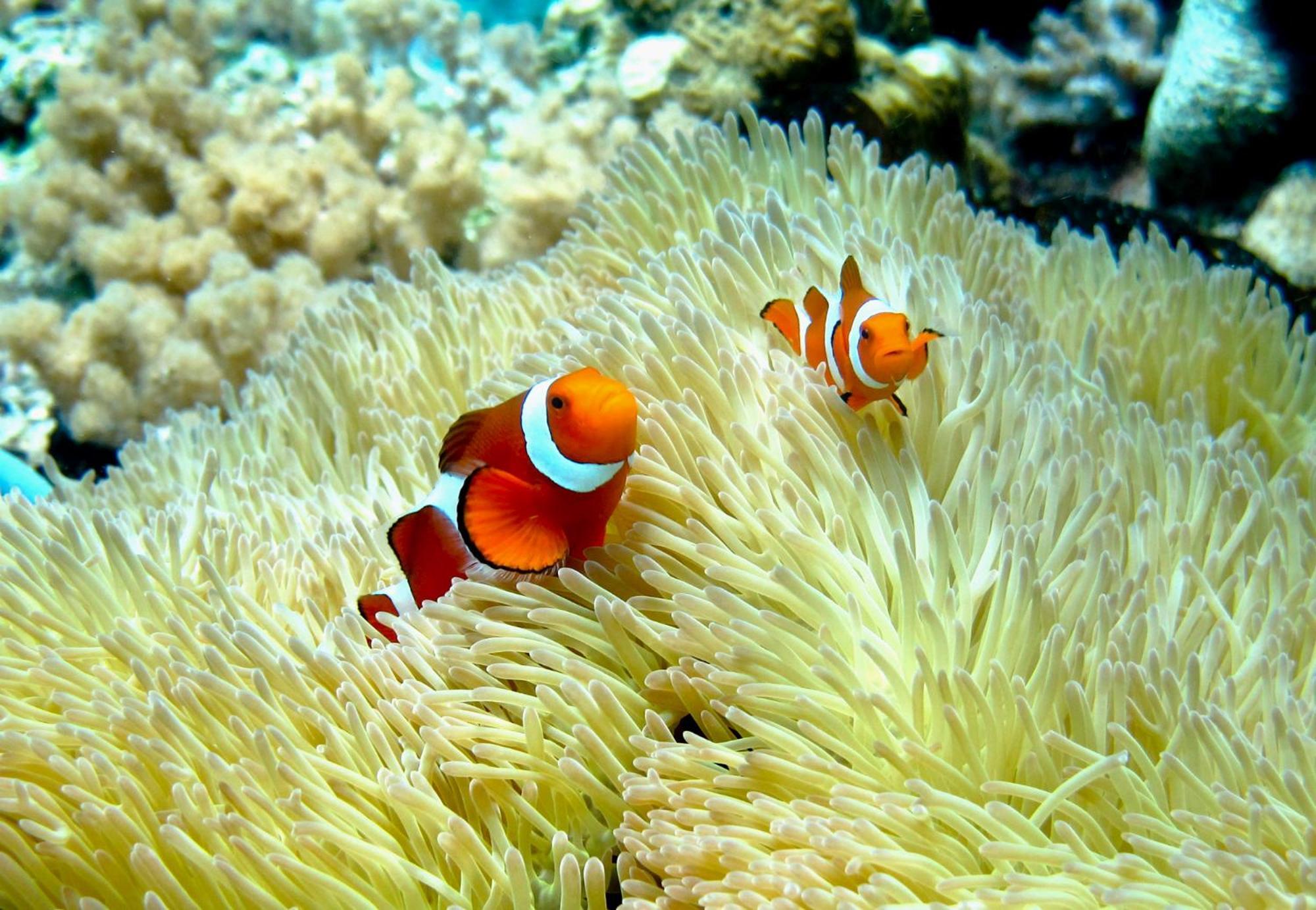 Bolilanga Island Resort - Togean Island Angkayo Luaran gambar